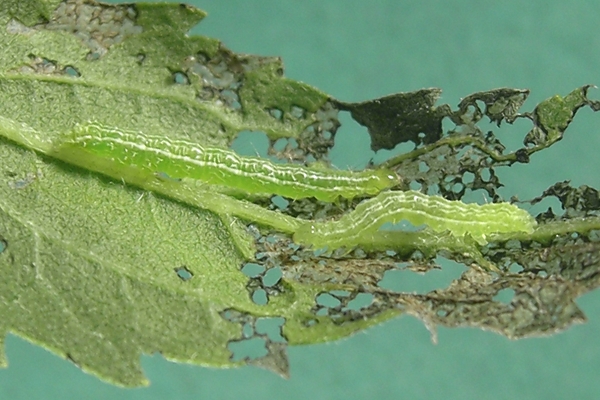 Autographa aemula, Noctuidae